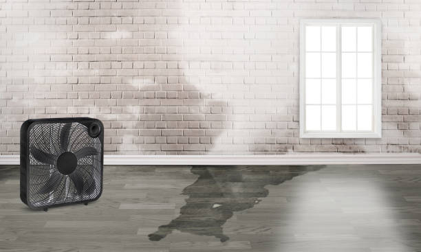 Best Water damage cleanup near me  in Booker, TX